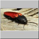 Ampedus sanguineus - Blutroter Schnellkaefer 01 14mm.jpg